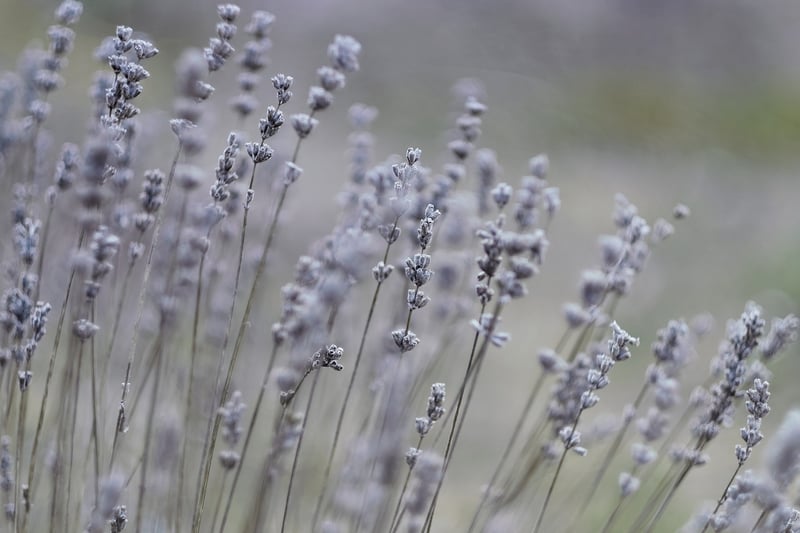 Aromatherapy